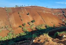 Cimenyan Makin Rusak, Odesa Dorong Petani Diberi Bibit Pohon Buah Cimenyan Makin Rusak, Odesa Dorong Petani Diberi Bibit Pohon Buah