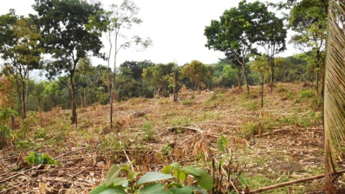 image_750x_62417a8bc771d Bupati Purwakarta Anne Ratna Mustika meminta pemerintah pusat agar lahan tidur seluas 300 hektare milik Perhutani di daerahnya bisa digarap dengan ditanami jagung dan kedelai. (antara)