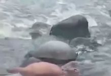 Bagja Korban Hanyut di Sungai Cikandang Garut Selatan Sudah Ditemukan Upaya Pencarian Diberhentikan.